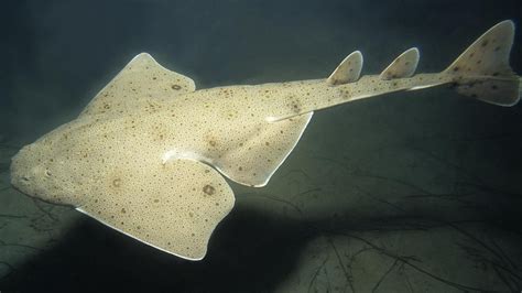 Rare Flat Bodied Angel Shark Spotted By Fishermen Kidsnews