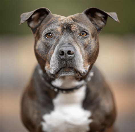 Image of a brindle Pitbull | Pet Dog Owner