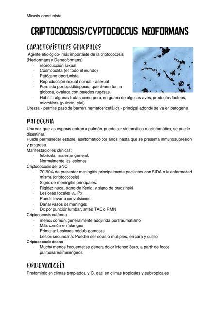 Criptococosis Causada Por Cryptococcus Neoformans Medicina Apuntes