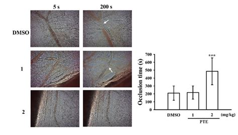 Effect Of Pterostilbene PTE On Vascular Thrombosis In The Mesenteric