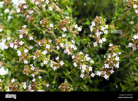 Thyme,aromatic herb in bloom Stock Photo - Alamy