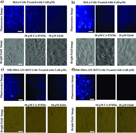 Bright Field And Fluorescence Microscope Images Of Hela Cervical And