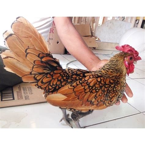 Jual Telur Ayam Hias Serama Kate Batik Kanada Fertil Asli Untuk