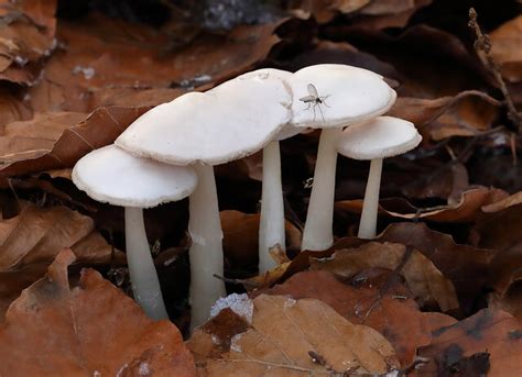 Small White Mushrooms At Bowhill © Walter Baxter Geograph Britain