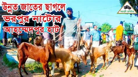 খামার উপযোগী উন্নত জাতের ছাগল ও ক্রস বাচ্চা ছাগল প্রচুর পরিমাণে উঠে নাটোর আহম্মেদপুর হাটে।lদাম