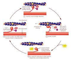 a diagram showing the action of an active nematic cell into which cells ...