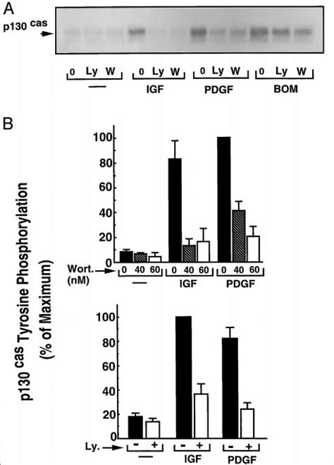 Pi 3 Kinase Inhibitors Prevent Igf I Induced Tyrosine Phosphorylation