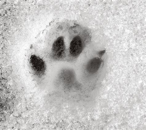 Paw in Snow Photo Fox Paw Print Animal Photography Black - Etsy UK