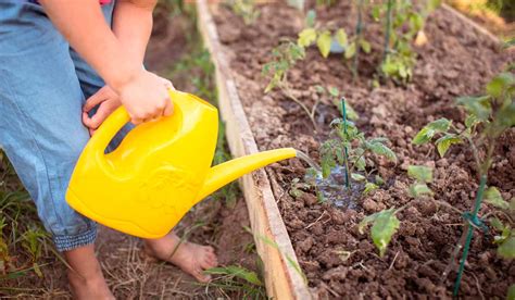 12 dicas para evitar pragas e doenças na horta AGRONEGÓCIO