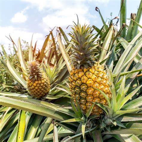 Exotica NZ Plants | Queen Pineapple - Exotica NZ Plant Enthusiasts