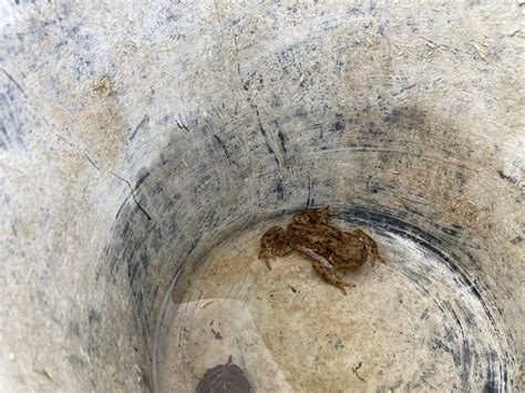 European Toad From Auffay 76720 Val De Scie France On October 19