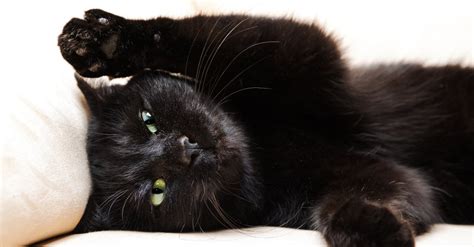 10 Fakten über schwarze Katzen Geliebte Katze Magazin herz fuer