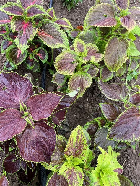 Rainbow Mix Coleus Seedlings – Hudson Valley Seed Company