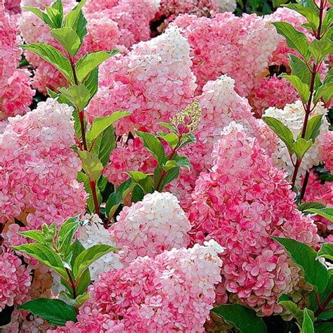 Hydrangea Vanilla Fraise - Vanilla Strawberry Hydrangea