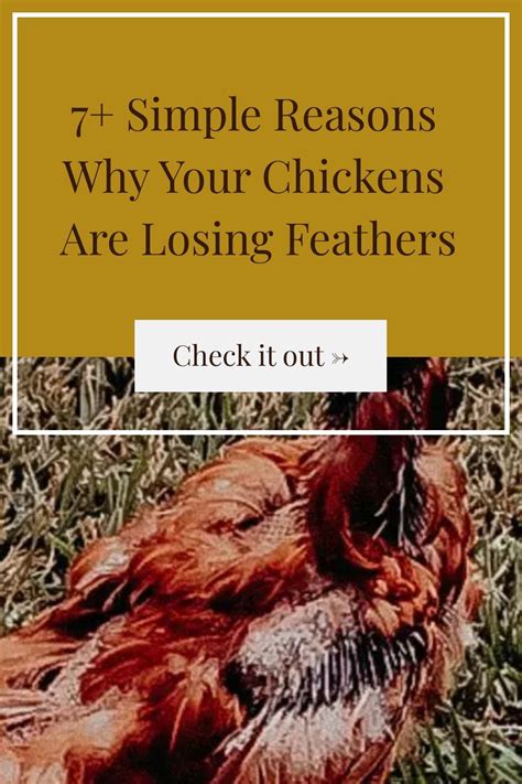 7 Simple Reasons Why Your Chickens Are Losing Feathers Artofit