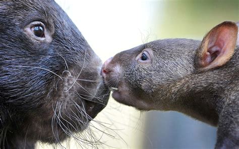 Walk Wombats at This Sanctuary in Australia