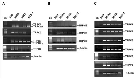 Expression Pattern Of Trp Channels In Human Breast Epithelial Cancer