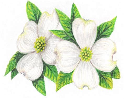 Dogwood Drawing at GetDrawings | Free download