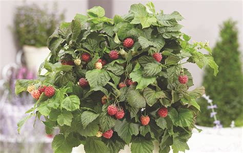 Як виростити малину | KVITOFOR