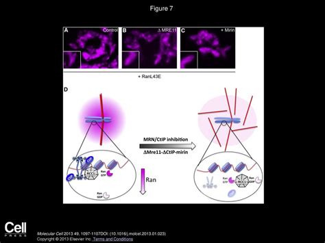 The MRN CtIP Pathway Is Required For Metaphase Chromosome Alignment