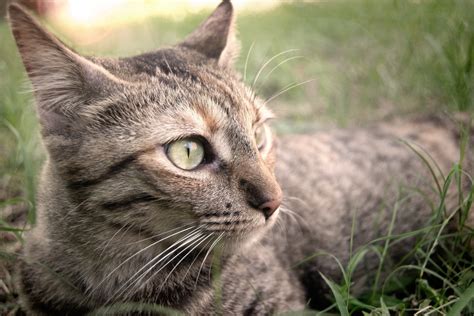 Fotos Gratis Césped Animal Mascota Felino Fauna Bigotes Mira