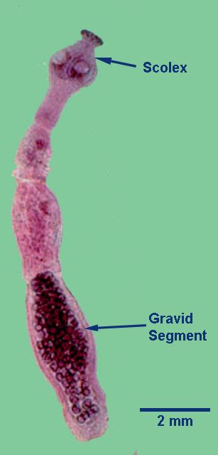 Echinococcus Multilocularis Learn About Parasites Western College Of Veterinary Medicine