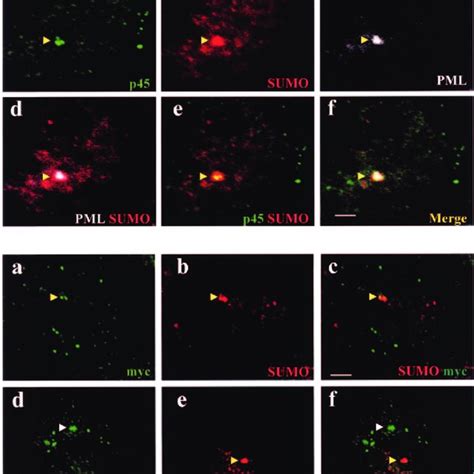 Immunofluorescence Staining Of K562 Cells A K562 Cells Were Download Scientific Diagram