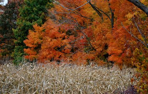 Wallpaper field, autumn, trees, colors, trees, field, Autumn, fall ...