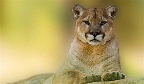 Wallpaper Animals Lion Wildlife Big Cats Whiskers Puma Cougar