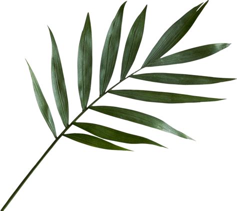 Green Palm Leaf Png Clipart Transparent Png Full Size Clipart Images