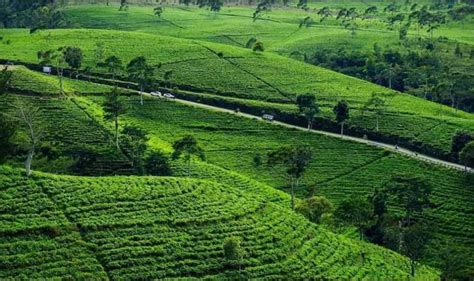 Kebun Teh Kemuning Karanganyar Hamparan Pesona Kebun Teh Di Kaki