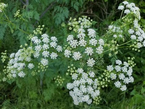 Plant Experts Warn That Poison Hemlock Has Taken Root In Stark County