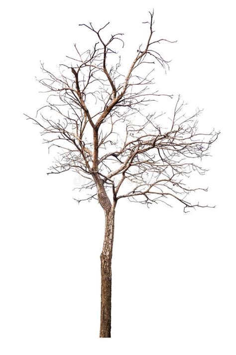 Arbre Mort D Isolement Avec Le Fond Blanc Photo Stock Image Du