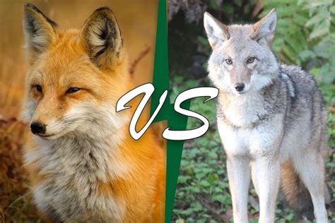 Fox Vs Coyote: 7 Key Differences Explained