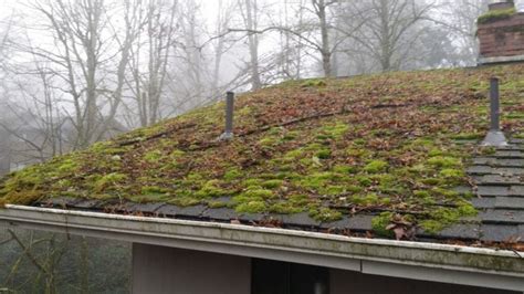 How Do I Get Moss Off My Roof Clearly Amazing