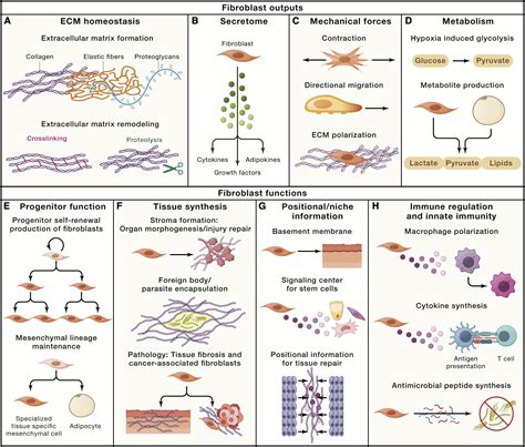 Fibroblasts Origins Definitions And Functions In Health And Disease