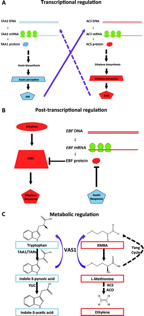 Molecular Interactions Between Auxin And Ethylene A ARF Mediated