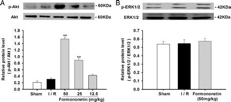 Formononetin Mediates Neuroprotection Against Cerebral Ischemia