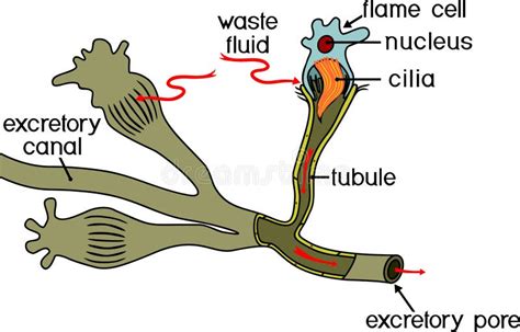 Flatworm Flame Cell Structure Of Element Of Excretory System With