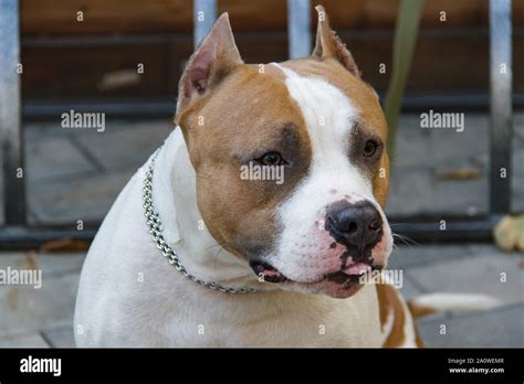 The American Pit Bull Terrier Is The Most Dangerous Breed Of Dog In The