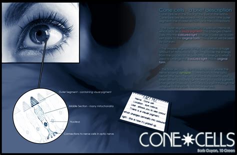 Biology GCSE - Cone Cells by DeviantBoz on DeviantArt