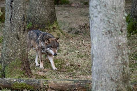 Varg skjuten under skyddsjakten i Skåne Svensk Jakt