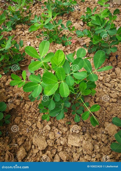 Planta Del Cacahuete Foto De Archivo Imagen De Granjero 93822420