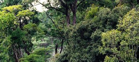 Insuficiente Para Los Bosques Contra El Cambio Clim Tico