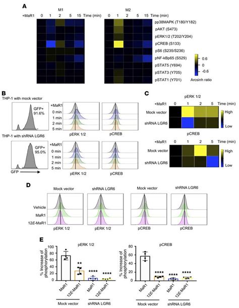 JCI Maresin 1 Activates LGR6 Receptor Promoting Phagocyte