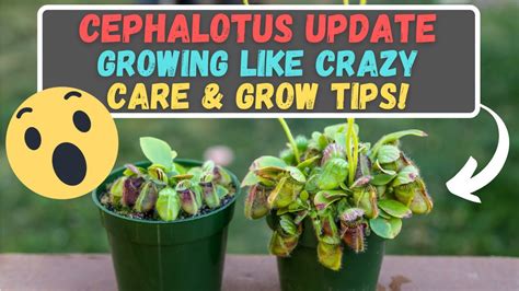 Cephalotus Follicularis Update + Care & Tips For Beginner Growers - So Much New Growth! - YouTube