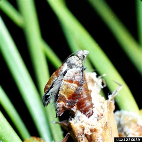 Nantucket Pine Tip Moth Rhyacionia Frustrana