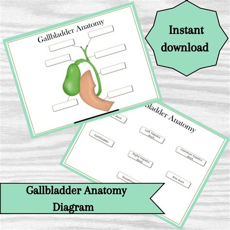 gallbladder anatomy diagram educational printable learning resource