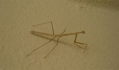 25 Types Of Praying Mantis Species Pictures And Identification