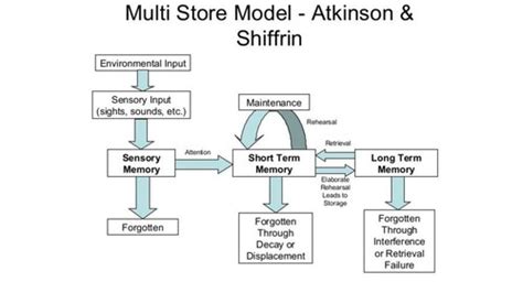 Multi Store Model Flashcards Quizlet